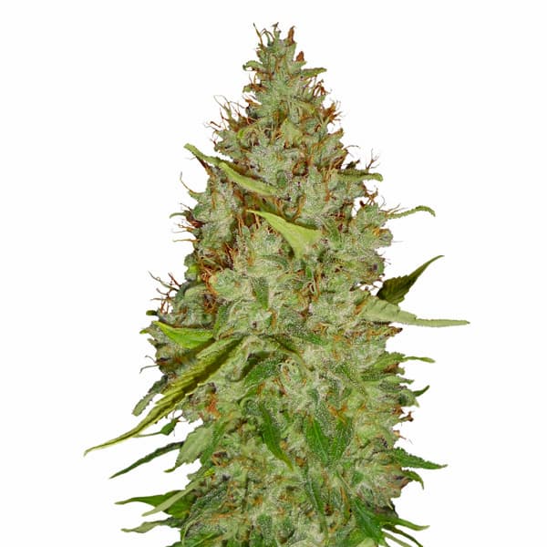 Auto Harlequin CBD+ > CBD+ Buds | CBD cannabis seeds  |  Sativa